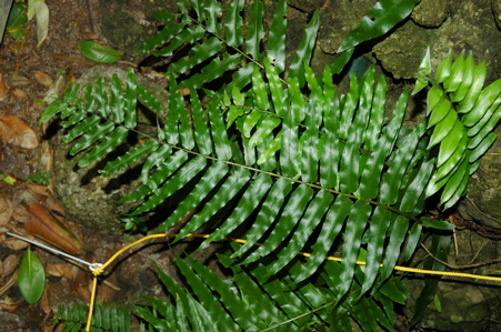 ホウビカンジュ