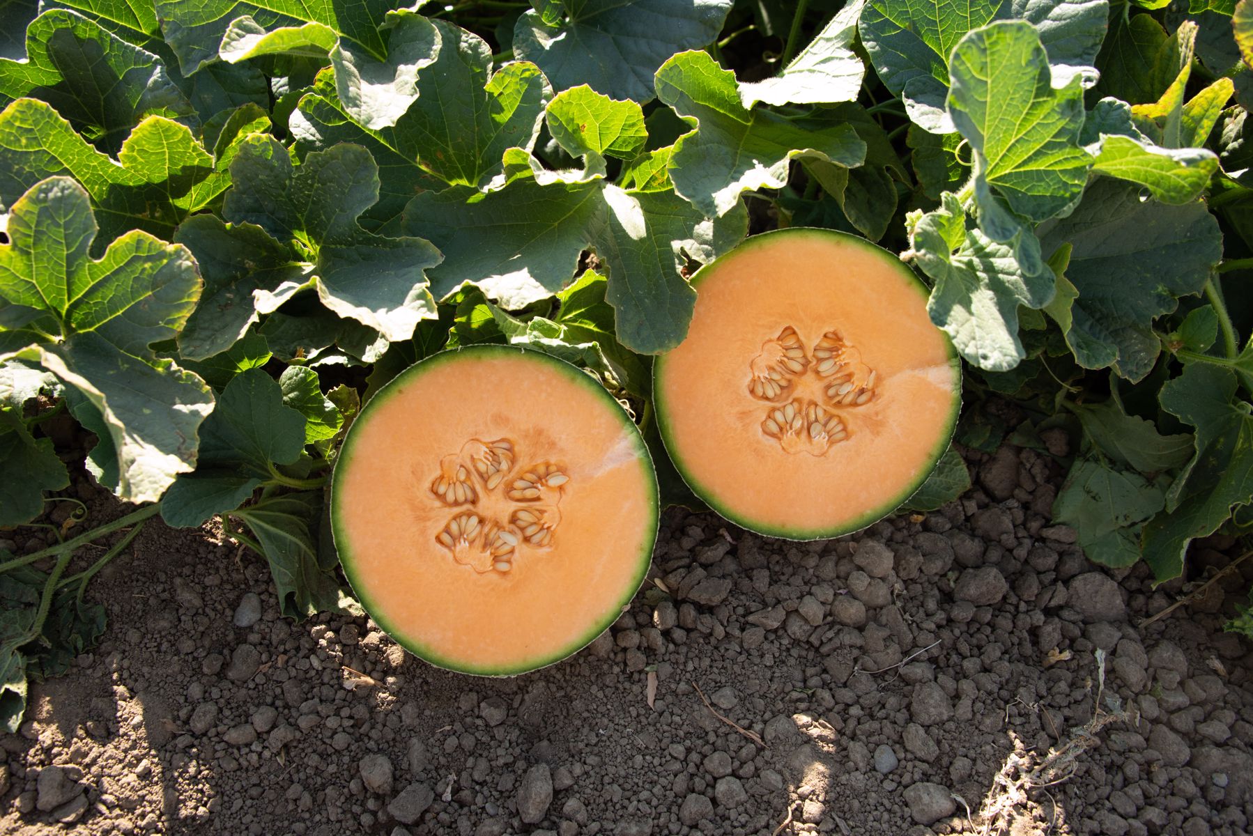 Pacaya (HMC454326) - LSL Harper Melon - AMPA - HM.CLAUSE Virtual