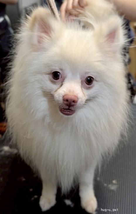 犬の里親募集】東京都・ポメチワ(ポメラニアン×チワワ)・ミレ（ID:2506