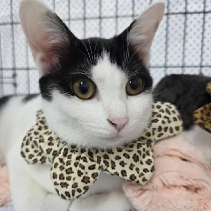 猫の里親募集】和歌山県・雑種・美人だけどおてんば♡みやちゃん（ID