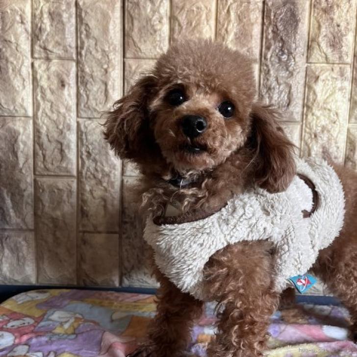犬の里親募集】静岡県・トイプードル・可愛い（ID:2601-00920