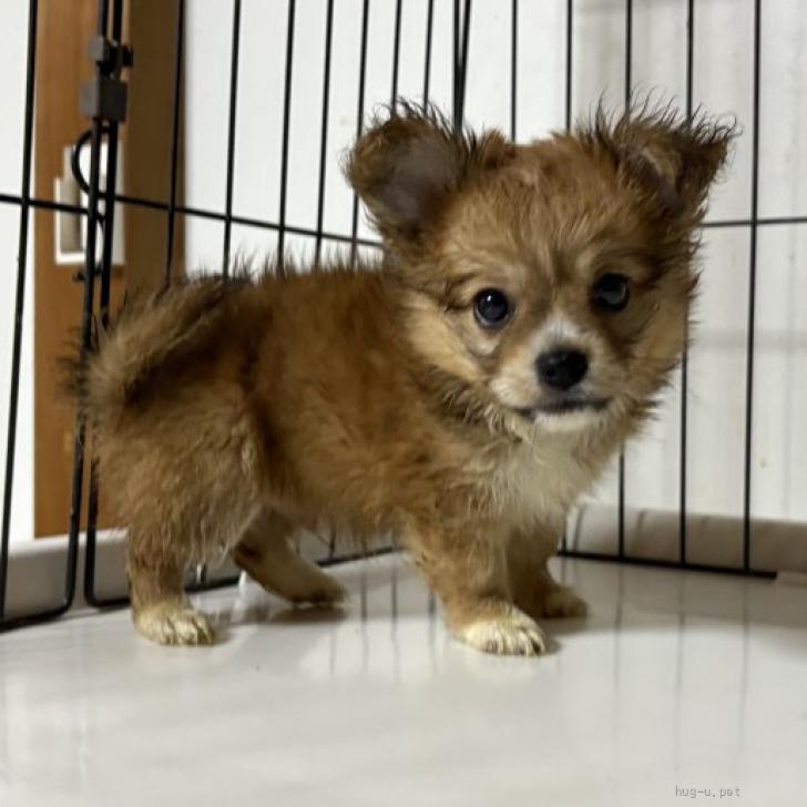 犬の里親募集】愛知県・チワワパピヨン・チワワパピヨン とても甘えた