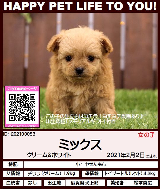 202100053 ミックス（チワワ×トイプードル） - ペットショップ HUG - ハグ