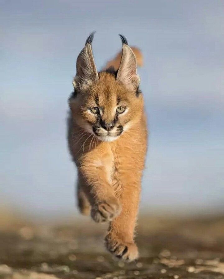 Caracal lynx cup