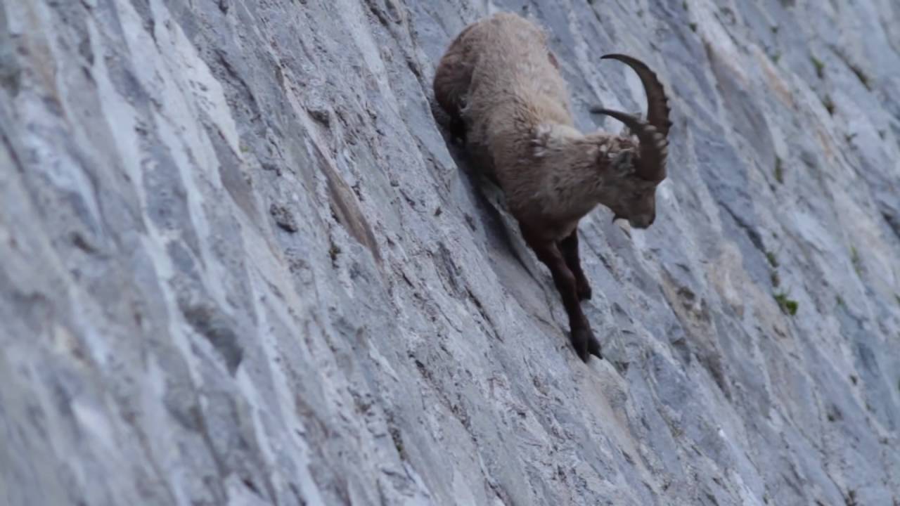 垂直なダム壁を自由自在に移動するヤギ (Alpine Ibex on Dam) - YouTube