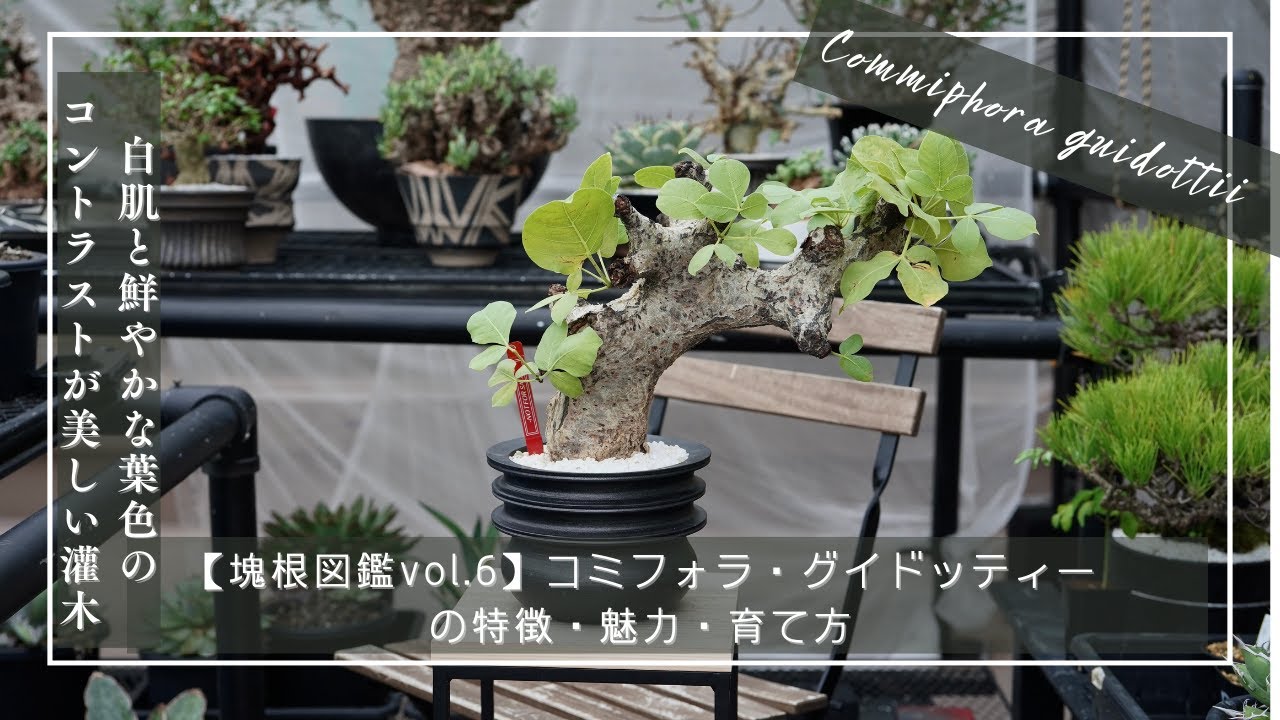 塊根図鑑vol 6】Commiphora guidottii（コミフォラ・グイドッティー