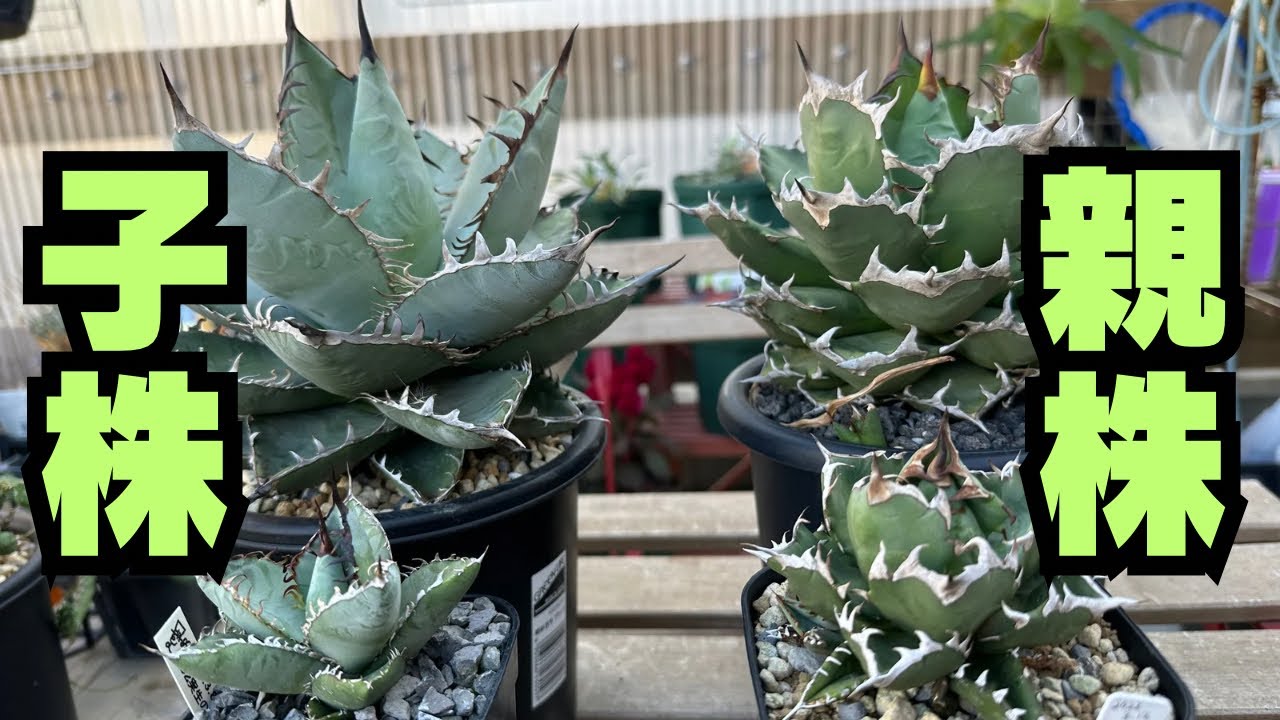 アガベ子株の育て方】親株にそっくりな子株の楽しみ方！チタノタの子株