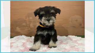 momoページです ぬぼっとまったり黒シュナウザー 羊毛フェルト作品ぬ