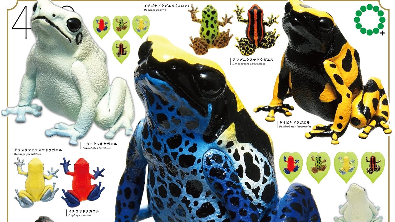 Poison Dart Frog the BEST