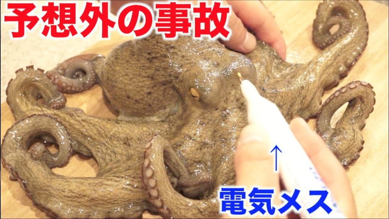 An unexpected accident occurred when an octopus was butchered with