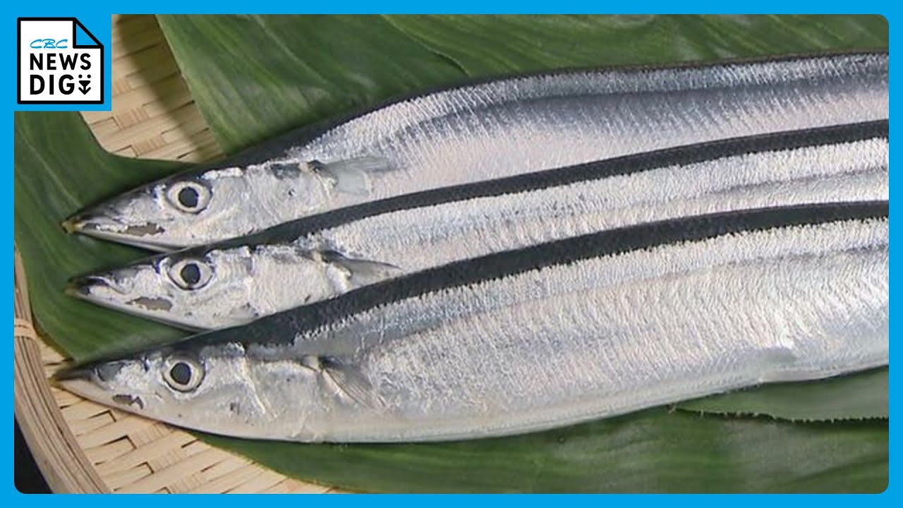 Pacific saury is cheap this year! Prices are one-third of last