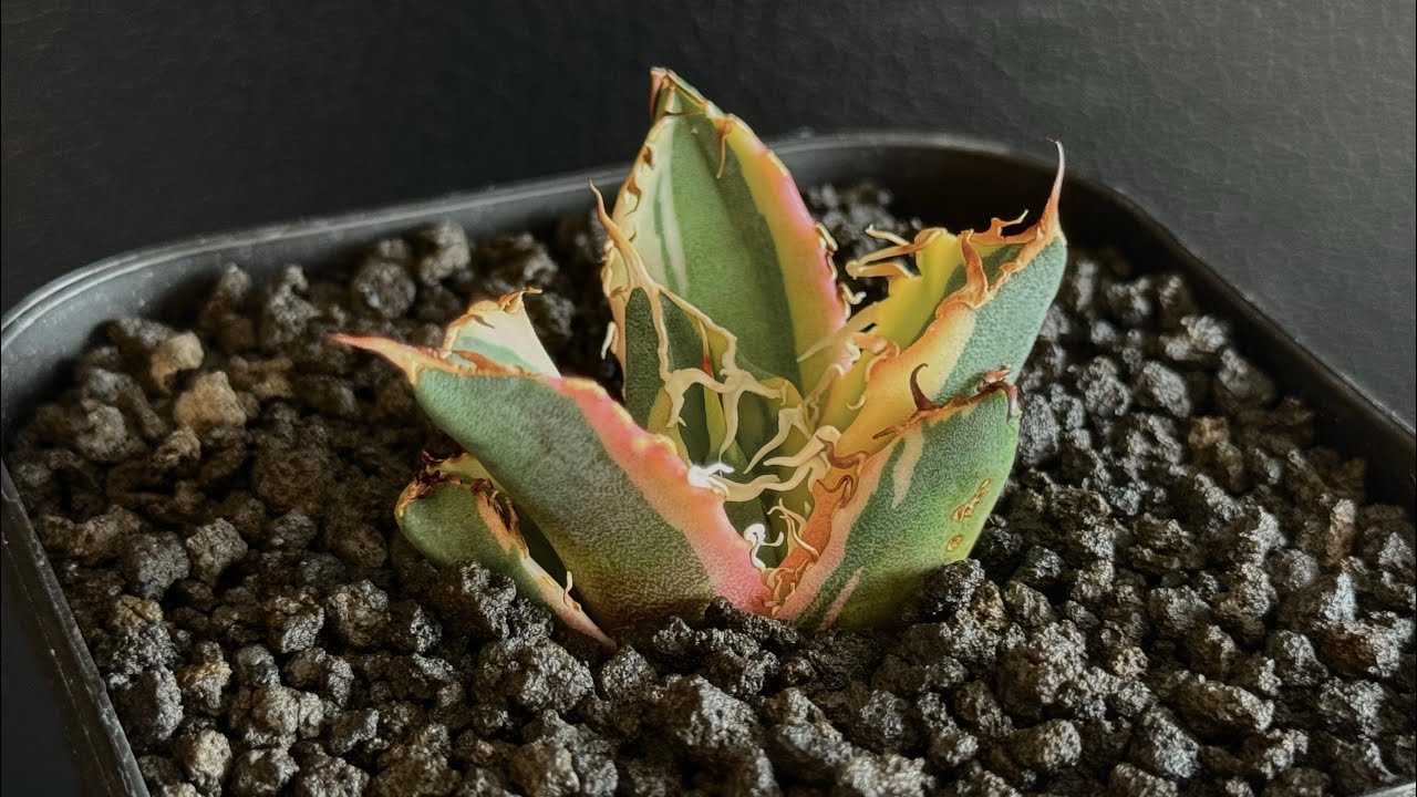 値下げ可 アガベ引退パック オテロイ実生 白鯨 グラキリス チタノタ