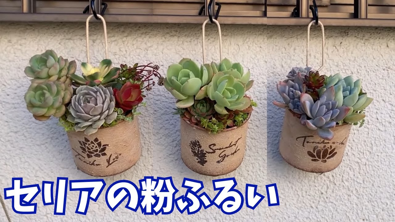 多肉植物】リメ缶に寄せ植えしました❣️ - YouTube