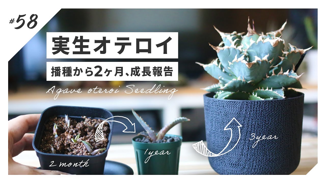 アガベ】播種から2ヶ月経過したオテロイ実生の成長報告｜チタノタ