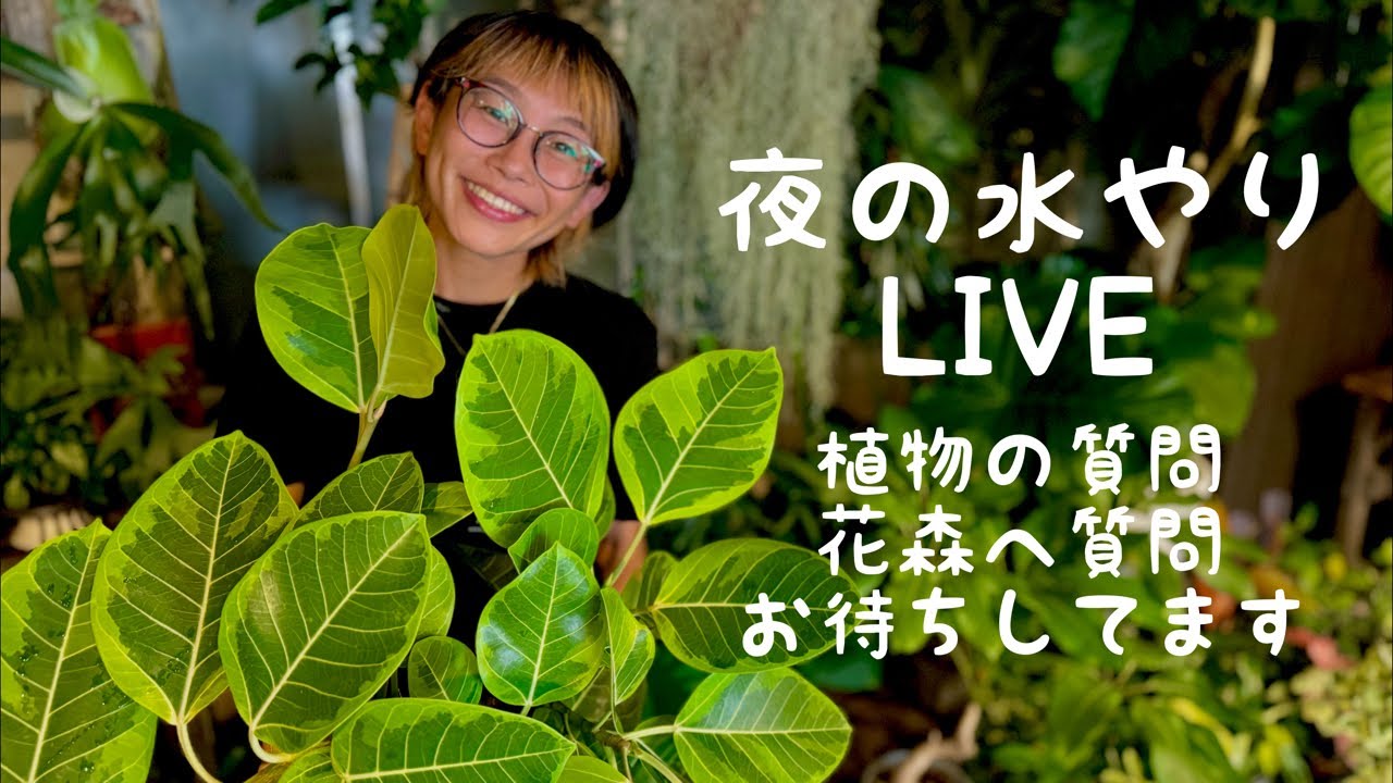 自己主張する植物 自己主張する植物 自己主張する植物