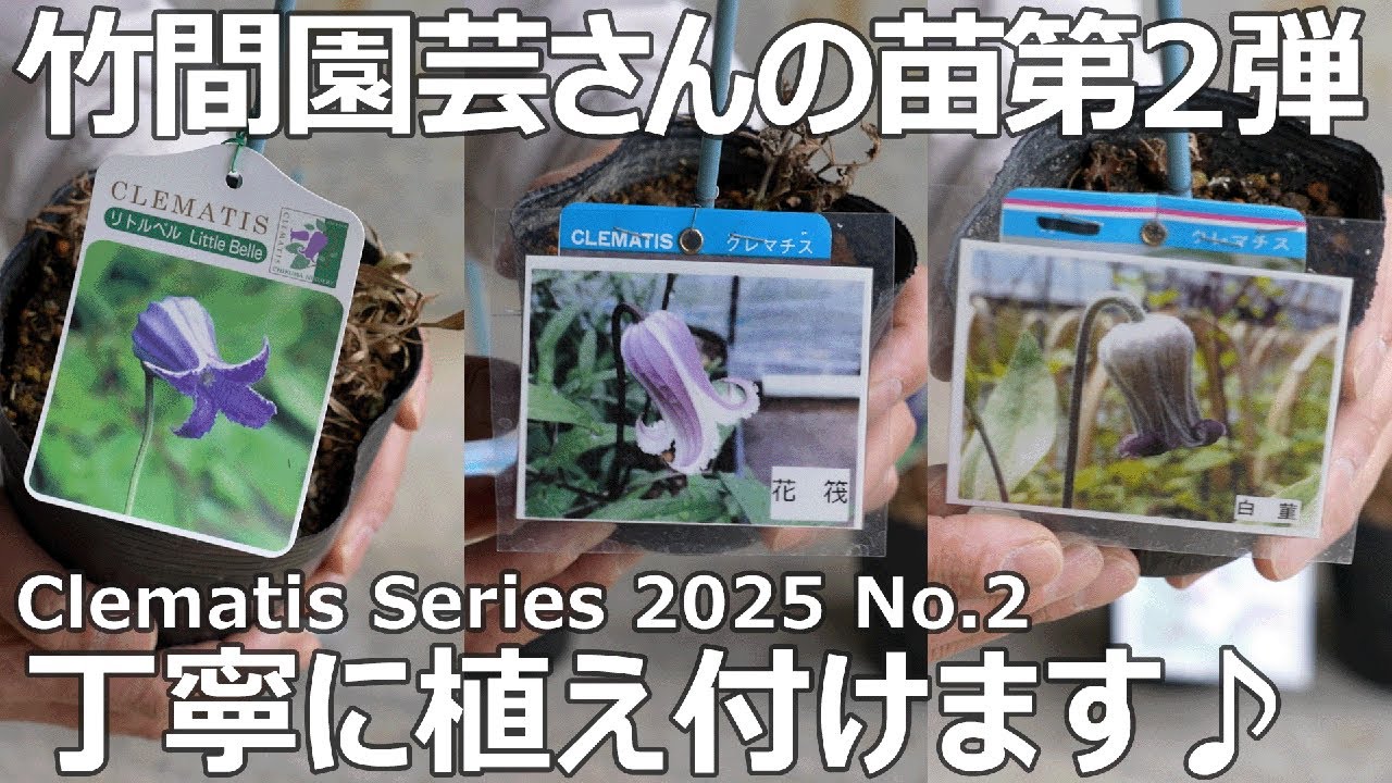 クレマチスシリーズ 2025 No.2】竹間園芸さんの壺型クレマチス植え付け