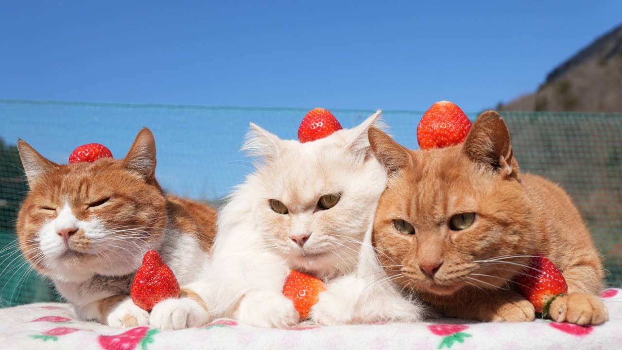 いちごのせ猫 2025年 250408 - YouTube