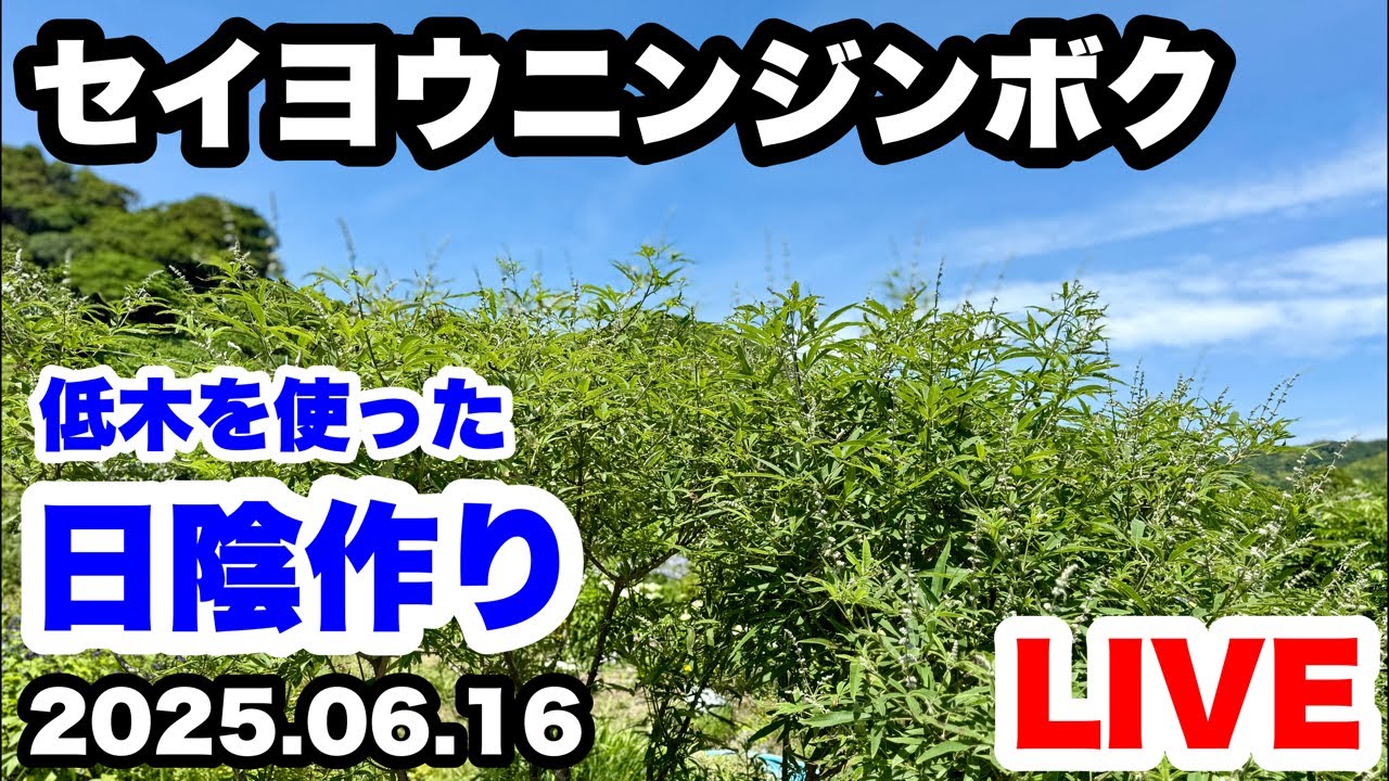 ゆるふわ園芸やっちゃんねる がライブ配信中！ - YouTube