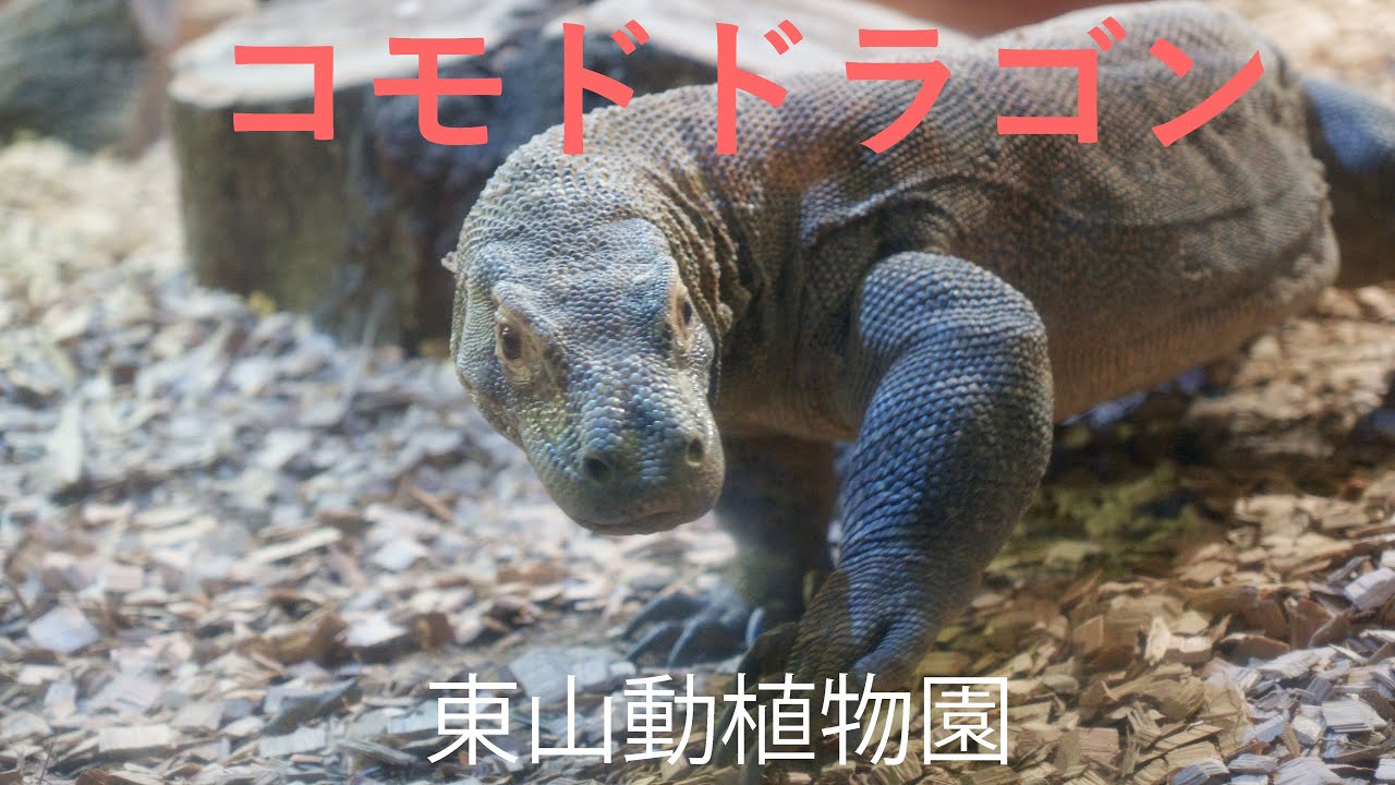コモドドラゴン「タロウ」 公開初日に歩き回る!!🦎 ～名古屋・東山動