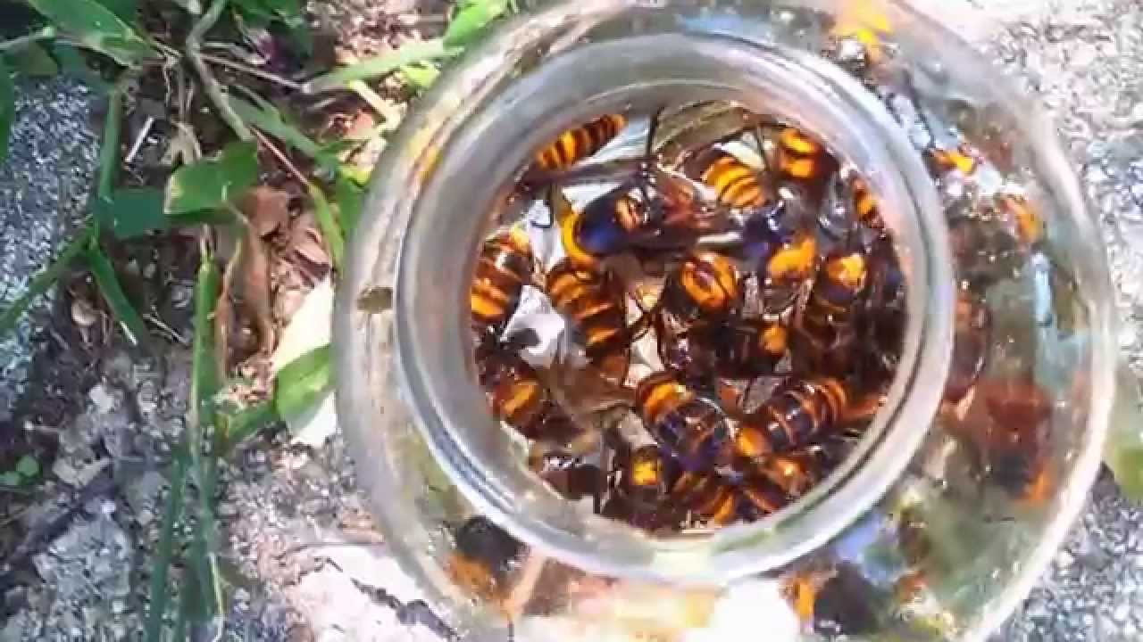 オオスズメバチを確保せよ！焼酎漬けと蜂蜜漬け - YouTube