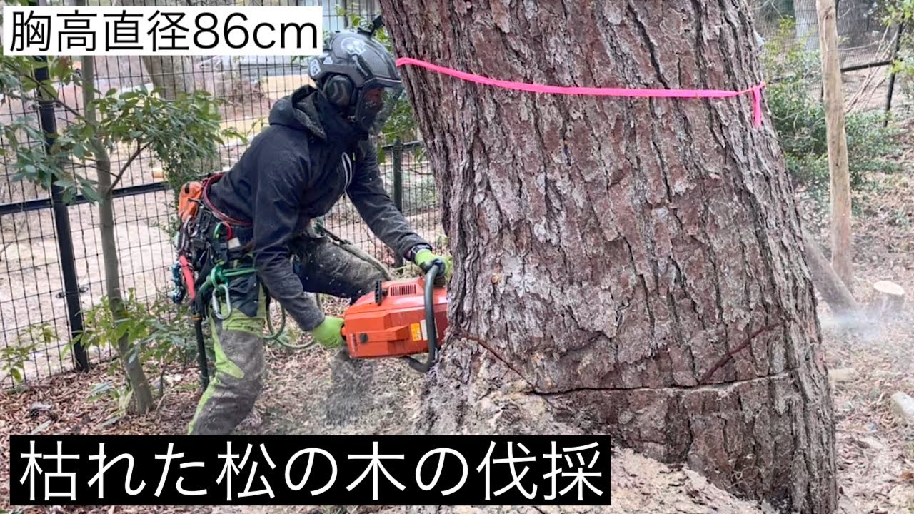 胸髙直径86cm 枯れた松の木の伐採】16トンラフター吊り切り Stihl