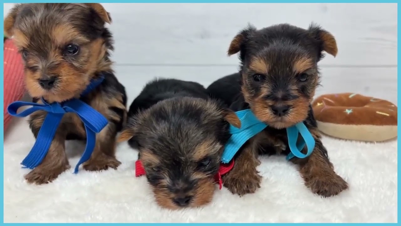 746763 ヨークシャーテリア - YouTube