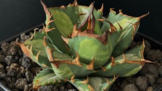 アガベ・チタノタ 姫厳竜白中斑（小株）-001｜agave titanota dwarf m