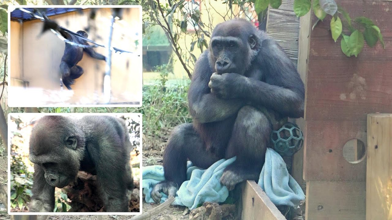 毎日キンタロウ（6才）を見て、元気を貰う。やんちゃで無邪気な次男坊