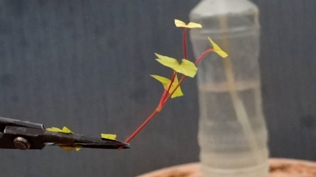 挿し穂作りで挿し木の準備【With subtitles】 - YouTube