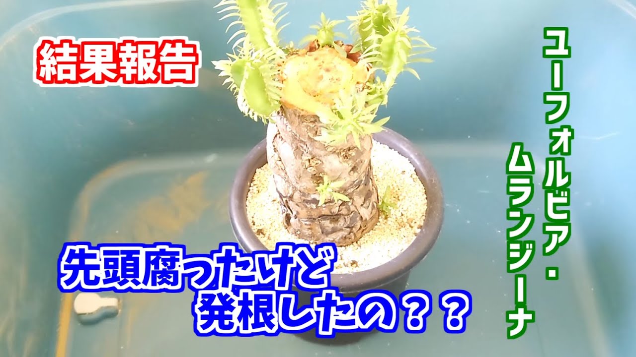 大きいユーフォルビア・ムランジーナの結果報告！ - YouTube