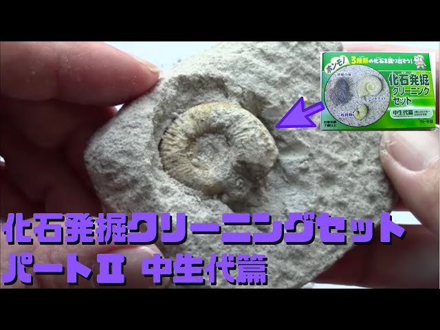 古生物玩具】化石発掘クリーニングセット パートⅡ 中生代篇(東京
