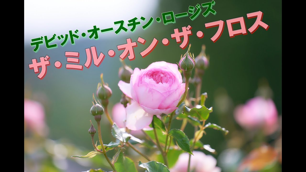 ザ・ミル・オン・ザ・フロス裸苗 - The Mill on the Floss