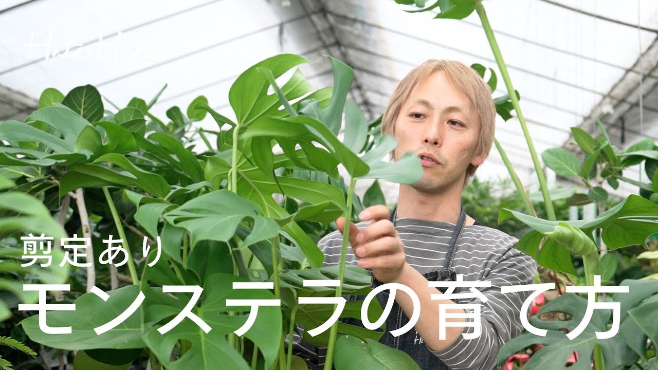 観葉植物 モンステラ 8号 ボサ造り プラスチック鉢 | 観葉植物なら