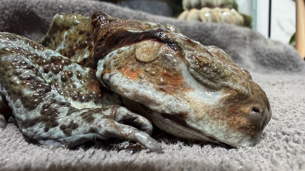 Grandma Toad has fallen into a long sleep - YouTube