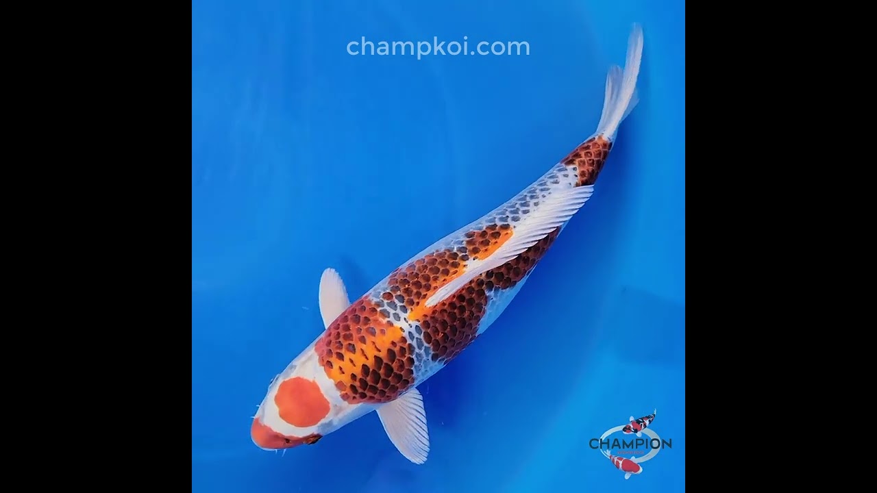 25F-006 Kujaku - Champion Nishikigoi