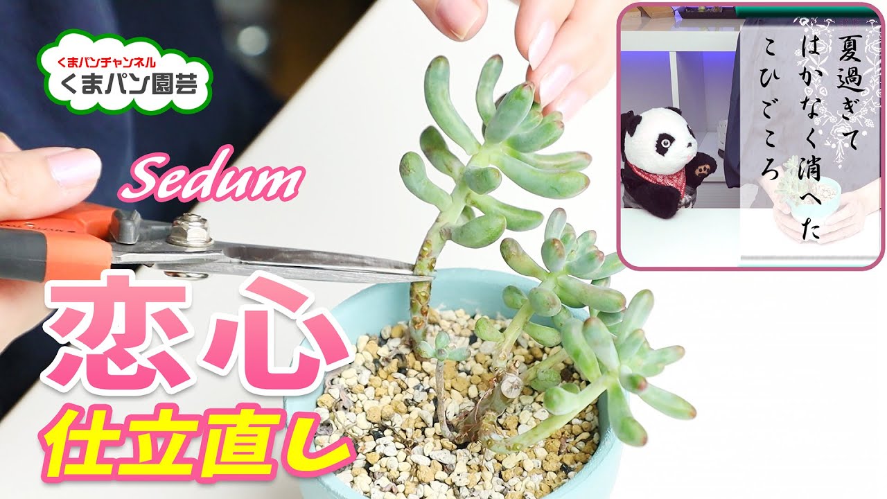 Succulents] I re-trained my Sedum Koi Kokoro (How to grow Koi