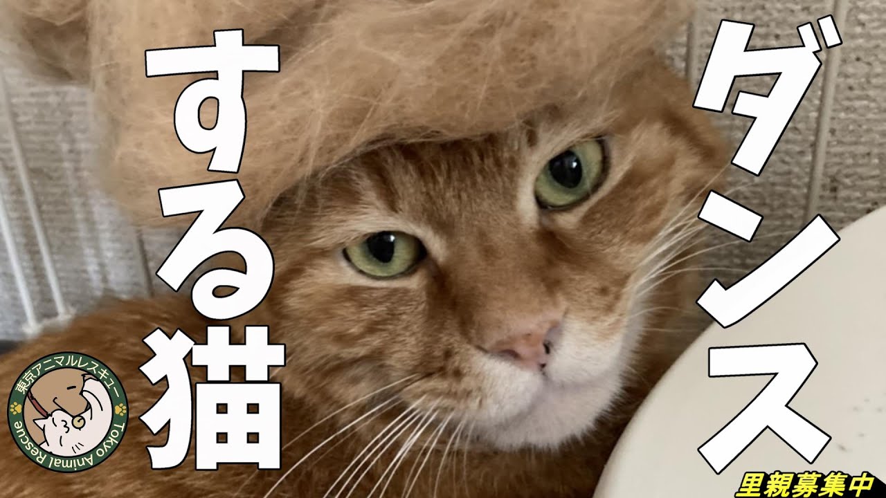 ダンスしちゃう猫、茶太郎 - YouTube