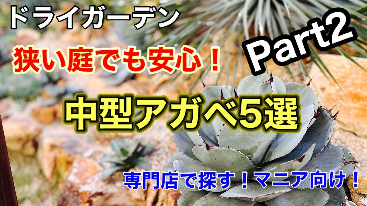 5 Recommended Medium-Sized Agaves Part 2] Find them at specialty