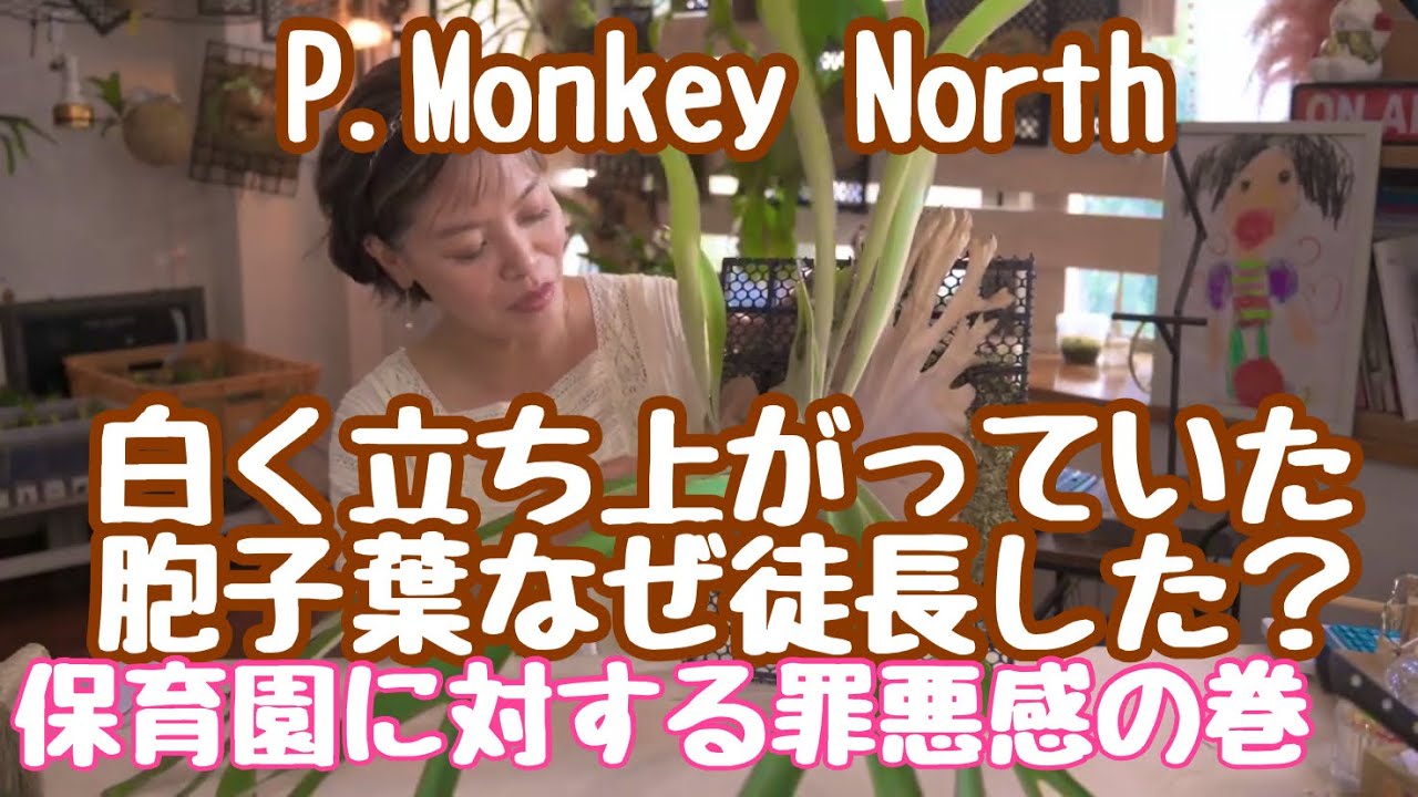 2株半額・3株目無料】ビカクシダ P. Fujiin 白い胞子葉 2株半額・3株目