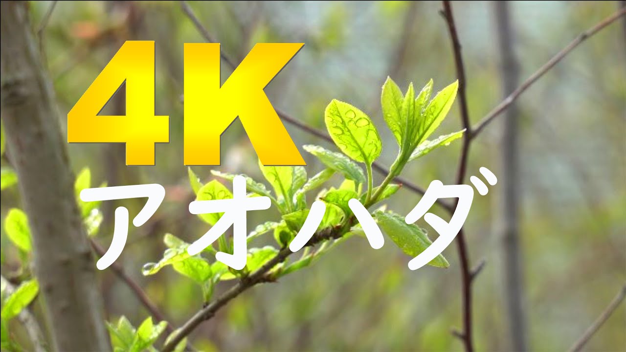 4K] アオハダ新芽～ 2020 - YouTube