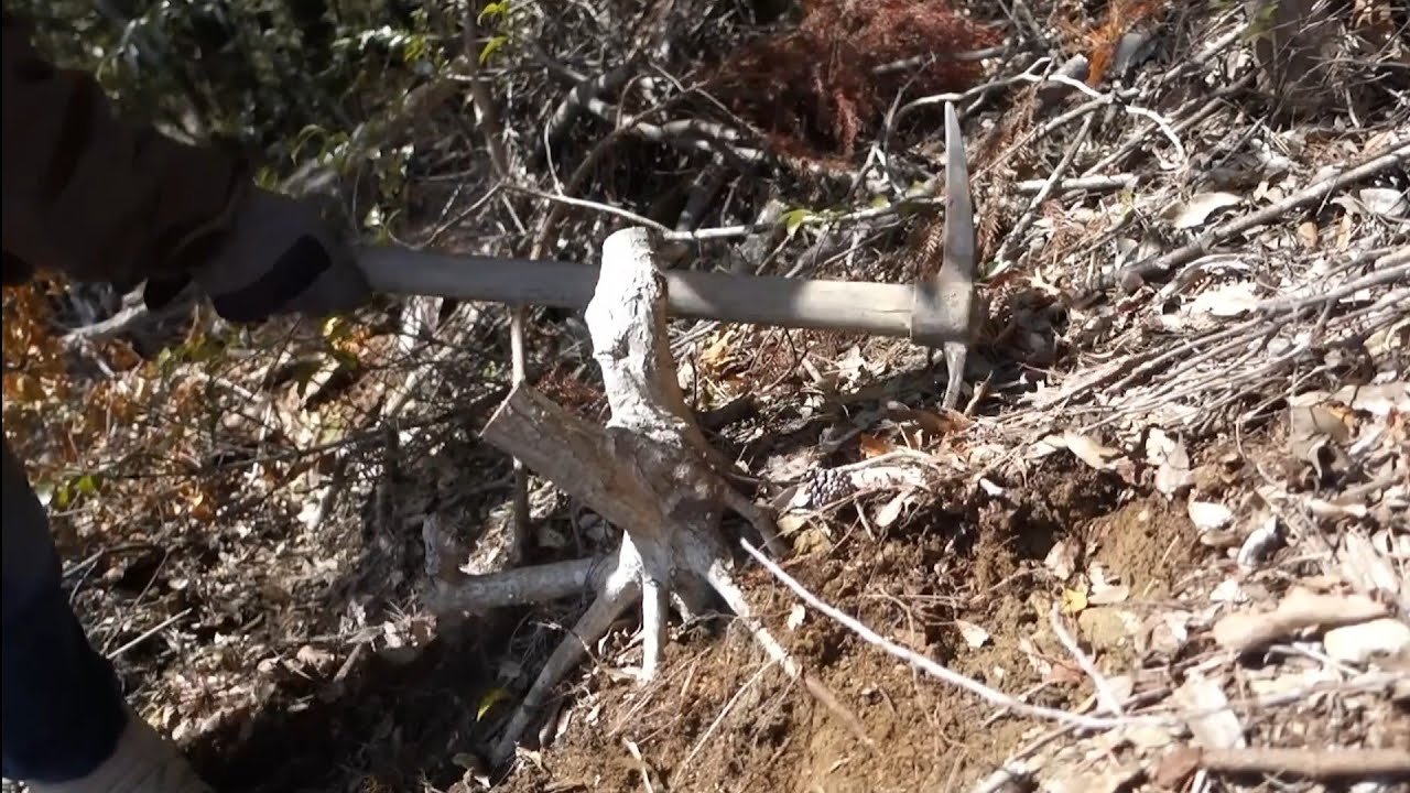 YAMADORI/山採り 【イロハモミジ】♯451 - YouTube