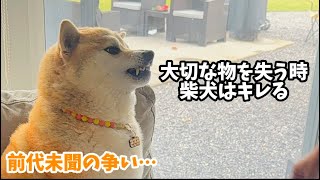 プールで浮き輪に乗る柴犬→『楽しんでいるな』と思ったら…1時間後の