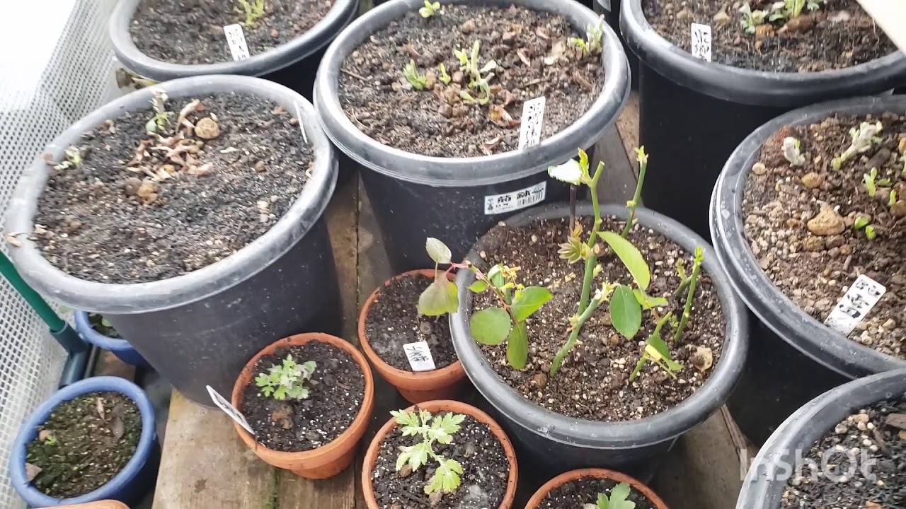 maxresdefault.jpg?sqp=-