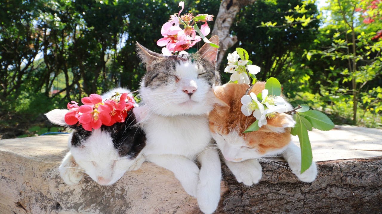 木瓜の花 のせ猫 2024 240517 - YouTube