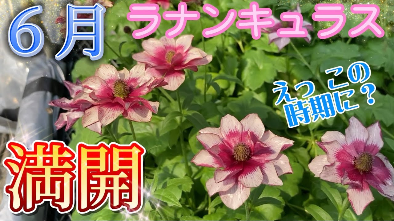 いま咲くラナンキュラス【ラナンキュラスラックス】【ランドセル