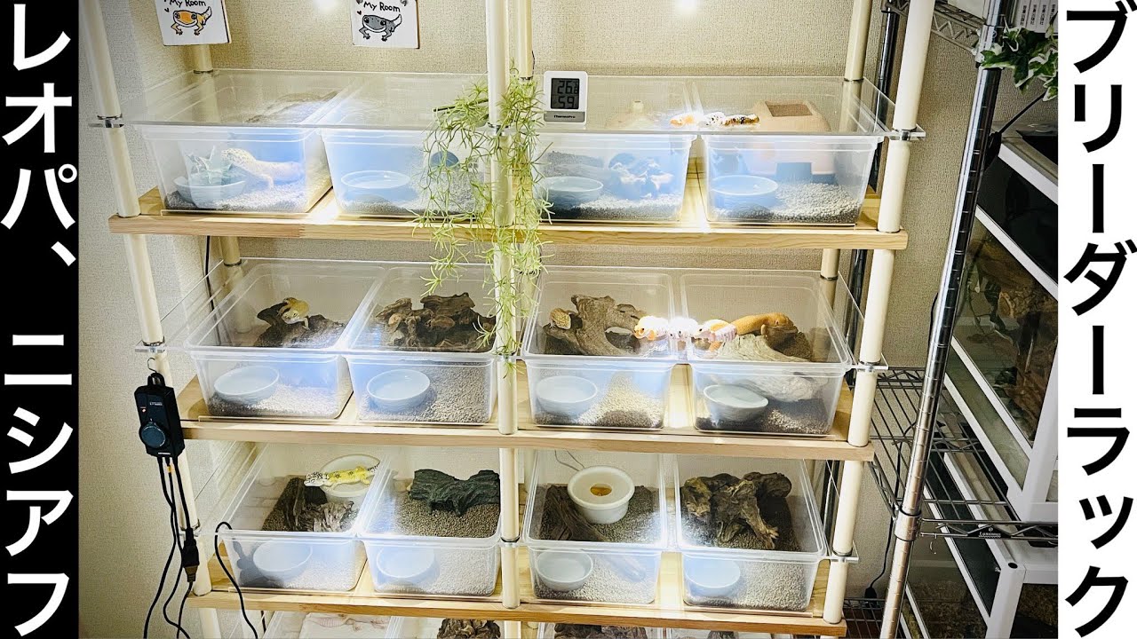 レオパ、ニシアフのラックを作ったので紹介します。 - YouTube