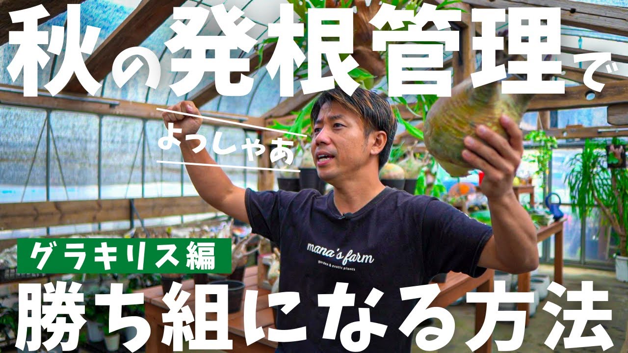 手作植木鉢 LLL サイズ 検（ 塊根植物 グラキリス パキプス アガベ)