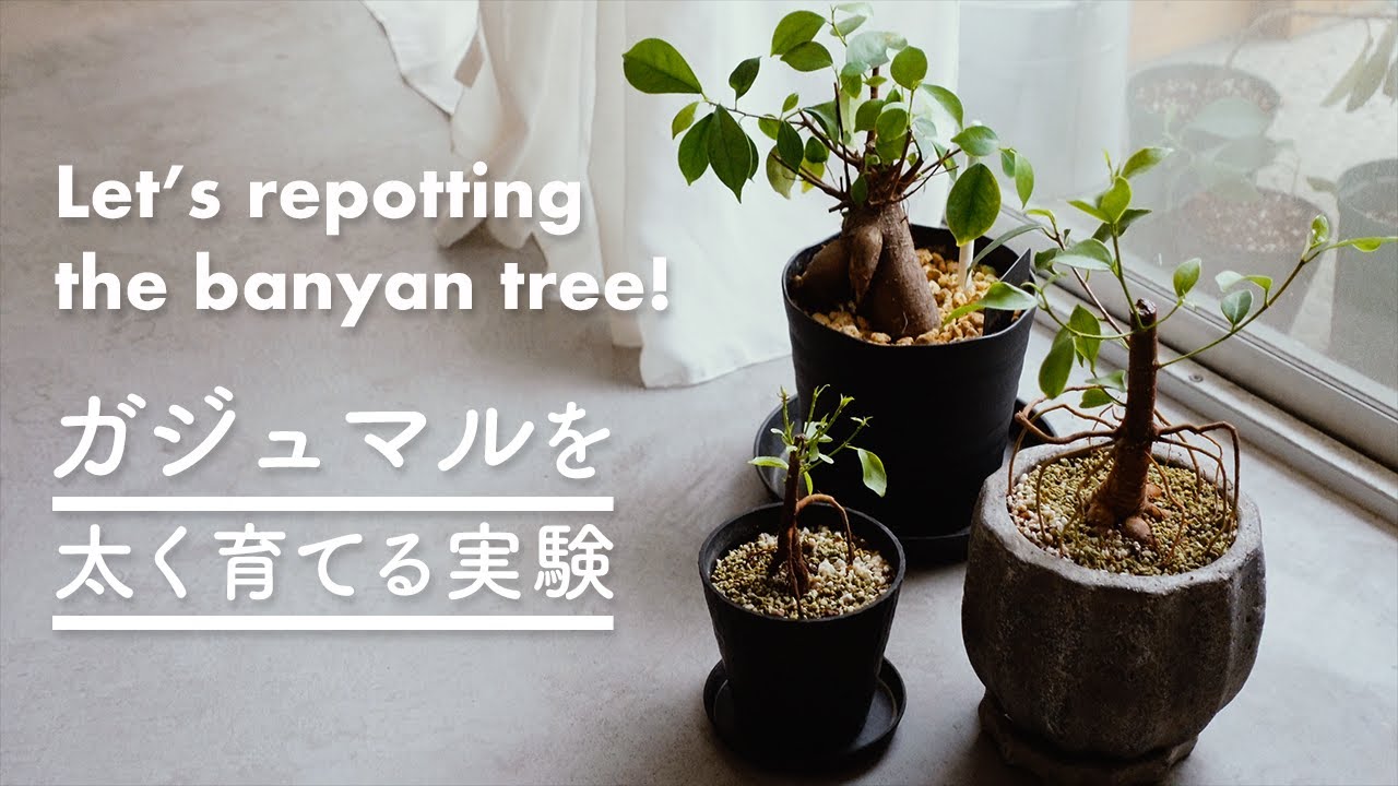 生活のVlog】水挿しで増やしたガジュマルを太くする｜植え替え方法