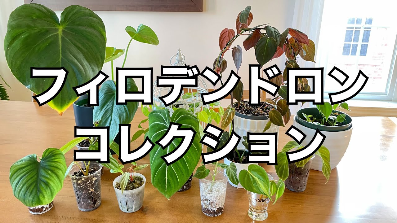 私のフィロデンドロンコレクションを紹介します My Philodendron