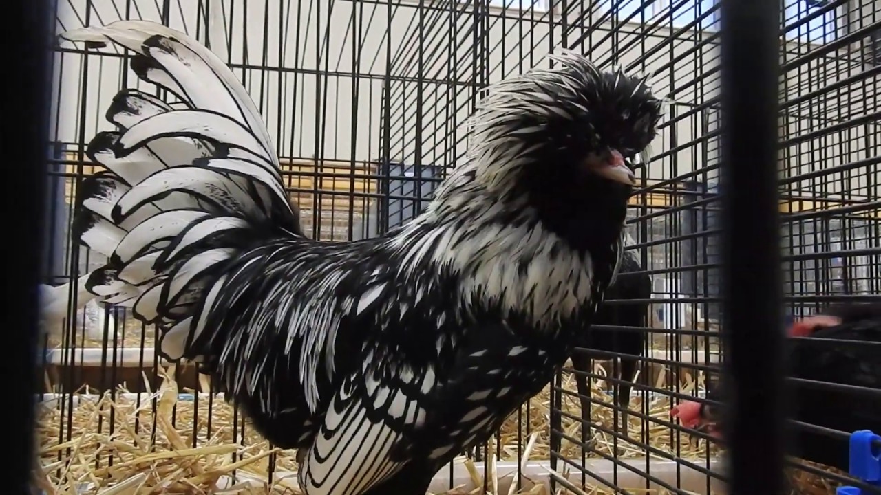 鶏 ドワーフ・ポーリッシュ Poland Bantam 2018 1229 - YouTube